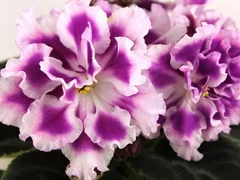 Фото Фиалка АВ-Фурор (771-180)
