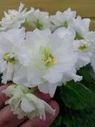 Фото Фиалка KZ-Золотце 