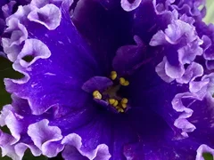 Фото Фиалка АВ-885-84, сеянец