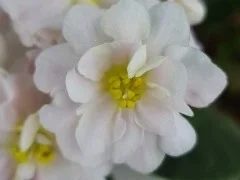 Фото Фиалка Jolly Moonflower