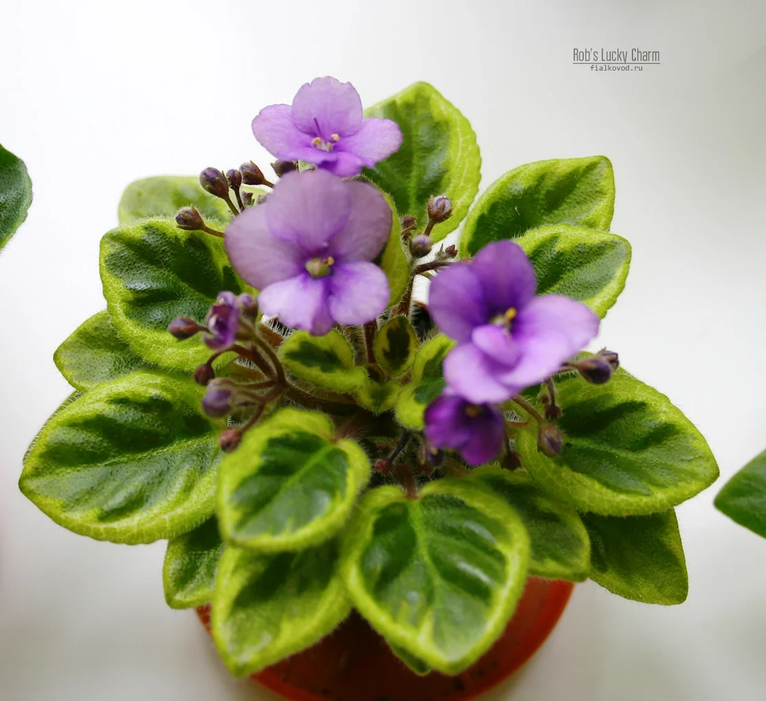 Фото Фиалка Rob's Lucky Charm