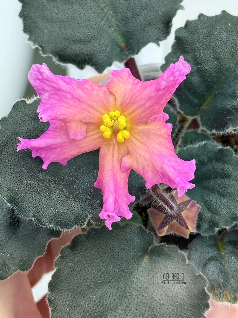 Фото Фиалка АВ-903-1, сеянец