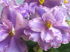 Zin's Lavender Dream