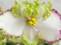 Фото Фиалка Buckeye Irish Lace