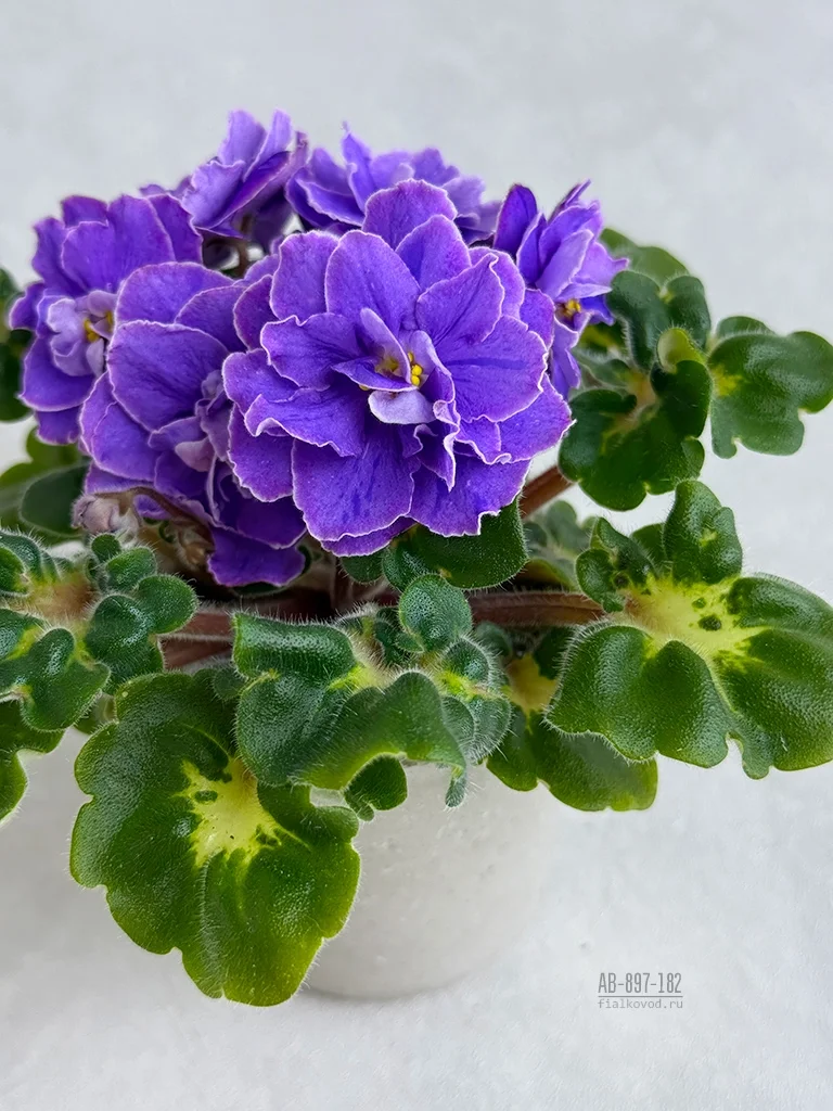 АВ-897-182, сеянец