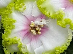 Фото Фиалка Р-Ярило Люкс