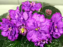 Aloha Orchid