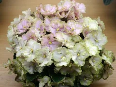 Фото Фиалка Rob's Antique Rose