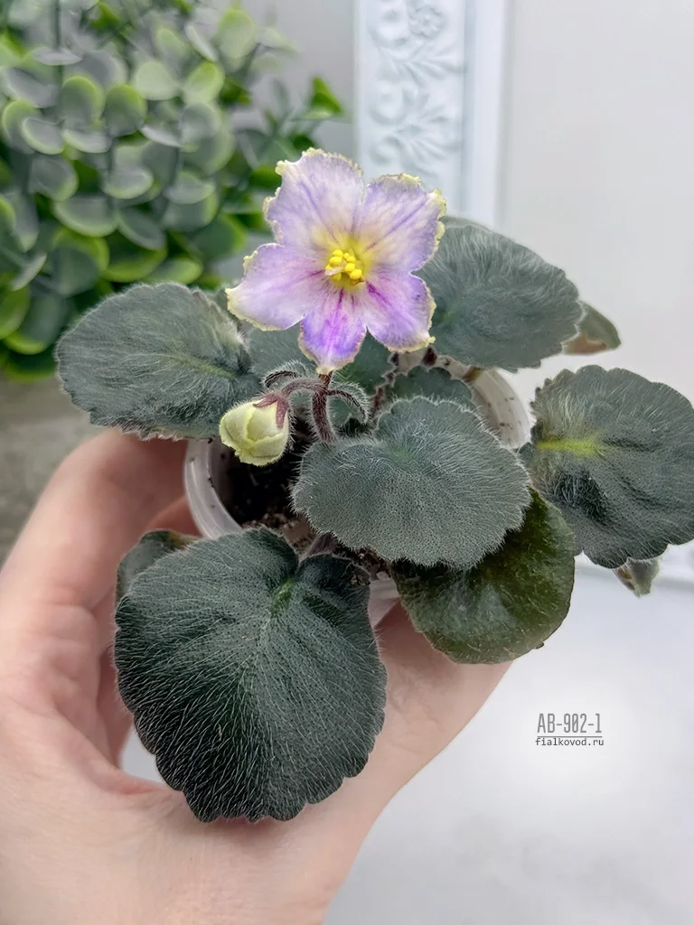 АВ-902-1, сеянец