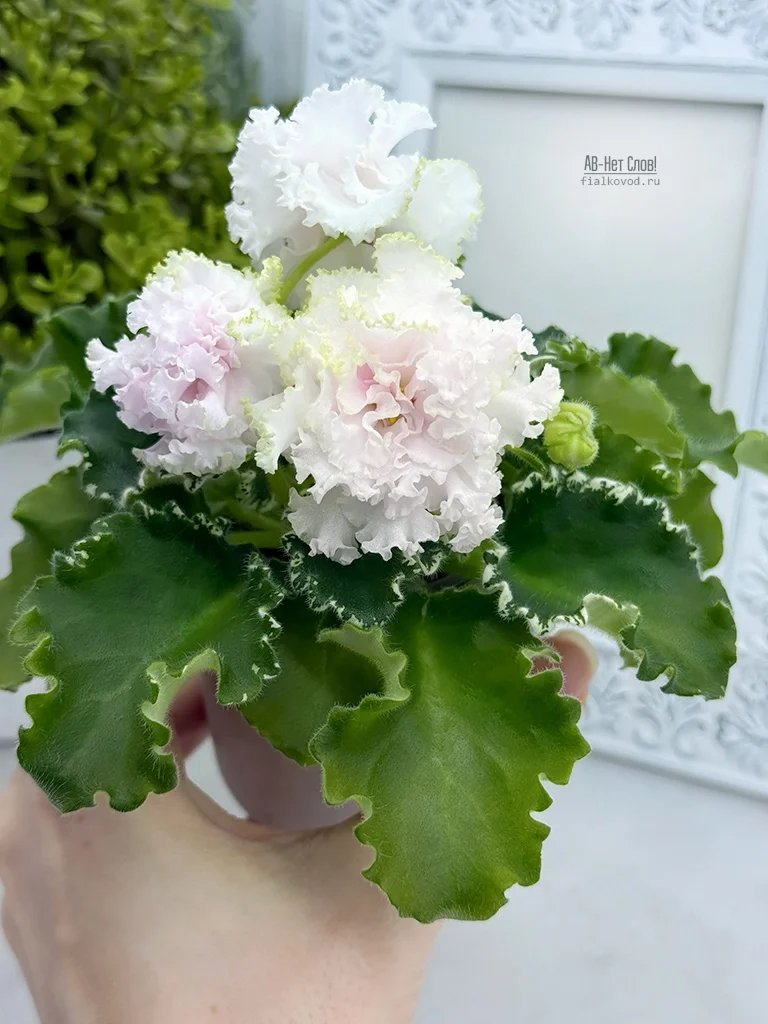 АВ-Нет Слов! (878-173)