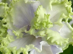 Фото Фиалка С-23-101, сеянец