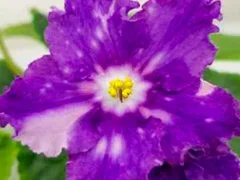 Фото Фиалка ЛЕ-Мелодия Дождя