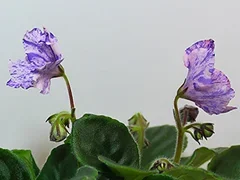 Фото Фиалка АВ-769-4, сеянец