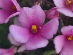 Brazos Belle