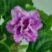 Фото Фиалка ЕК-Женское Счастье