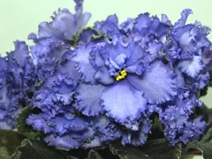 Фото Фиалка ЛЕ-Московское Небо