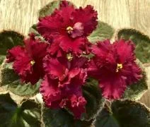 Фото Фиалка ВаТ-Пламя страсти