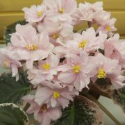 Rivermist Pearls