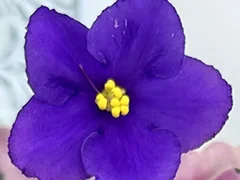 Фото Фиалка АВ-876-133, сеянец