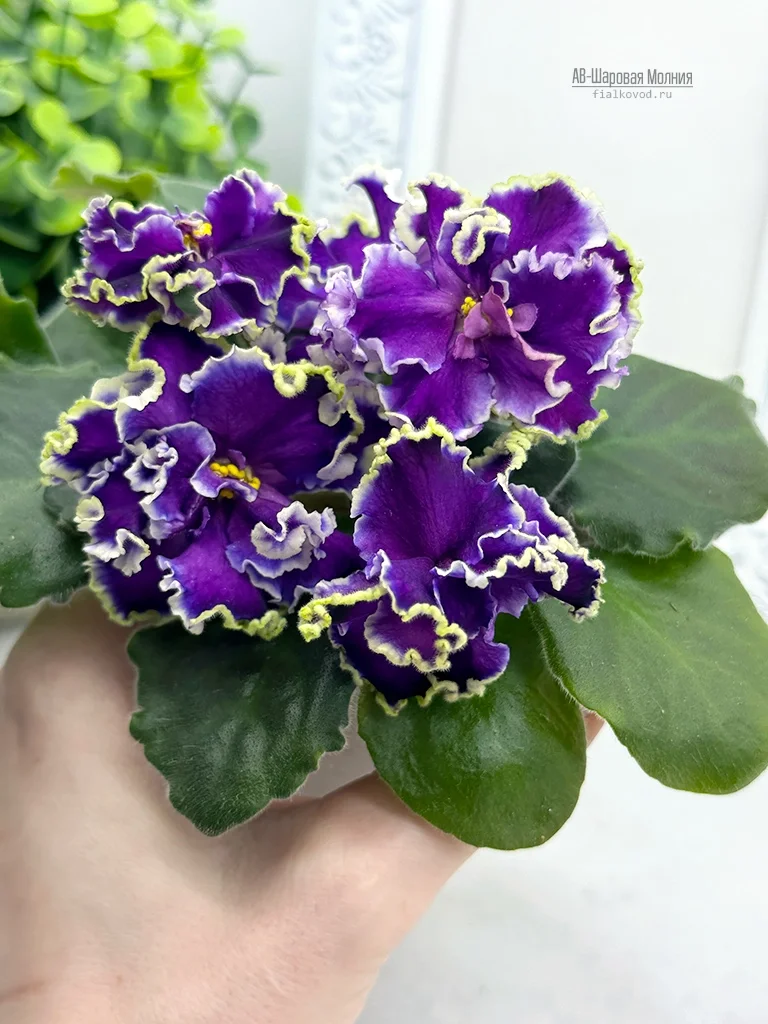 Фото Фиалка АВ-Шаровая Молния (872-745)