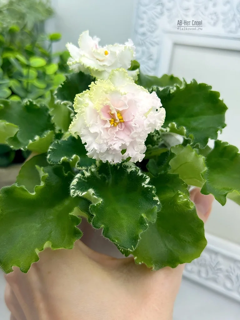 Фото Фиалка АВ-Нет Слов! (878-173)