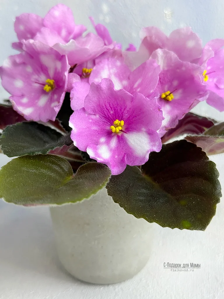 С-Подарок для Мамы