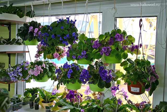 Продается целиком ампельная фиалка.