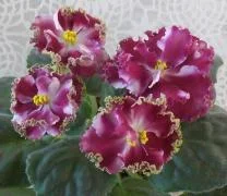 Фото Фиалка КО-Петушок Золотой Гребешок