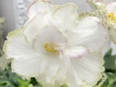 Фото Фиалка АВ-873-155, сеянец