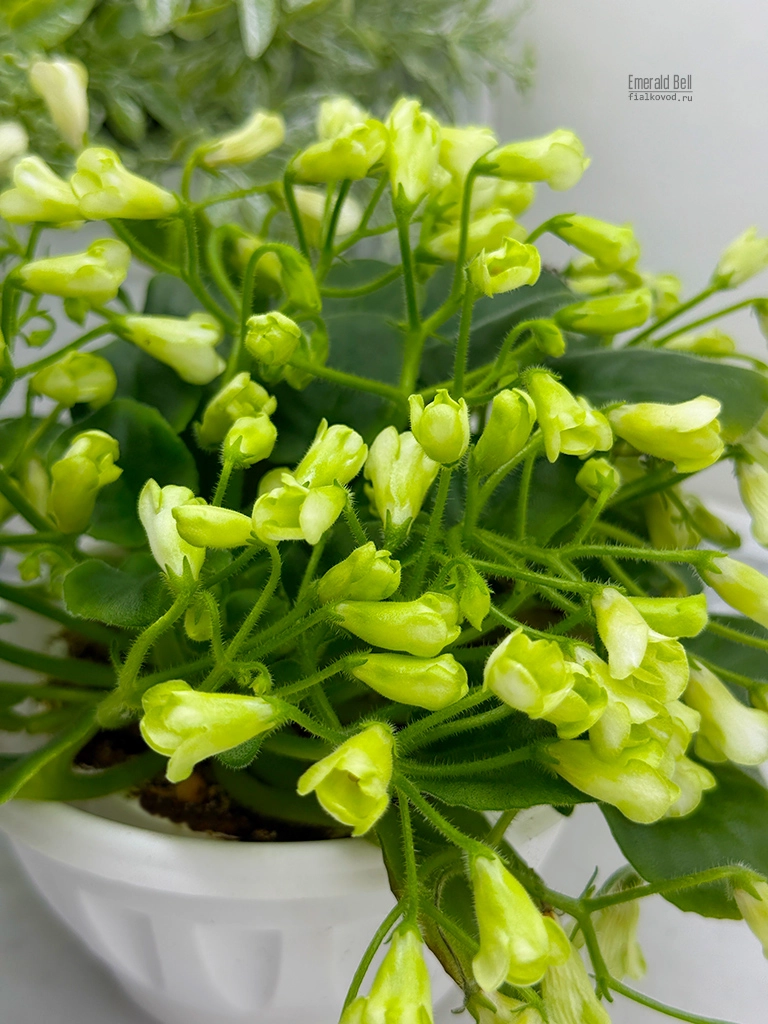 Emerald Bell