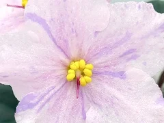 Фото Фиалка С-Пять Утра (25-72)