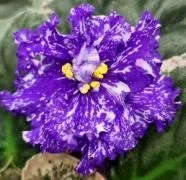 Фото Фиалка ВаТ-Дискотека