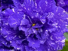 Фото Фиалка С-Настроение Дождя (25-68)