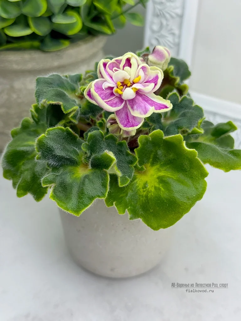 Фото Фиалка АВ-Варенье из Лепестков Роз, темный спорт