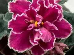 Фото Фиалка Cinnamon Ruffles