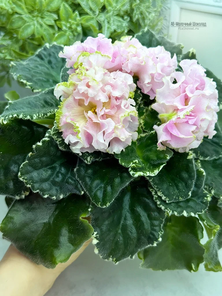 АВ-Молочный Шоколад