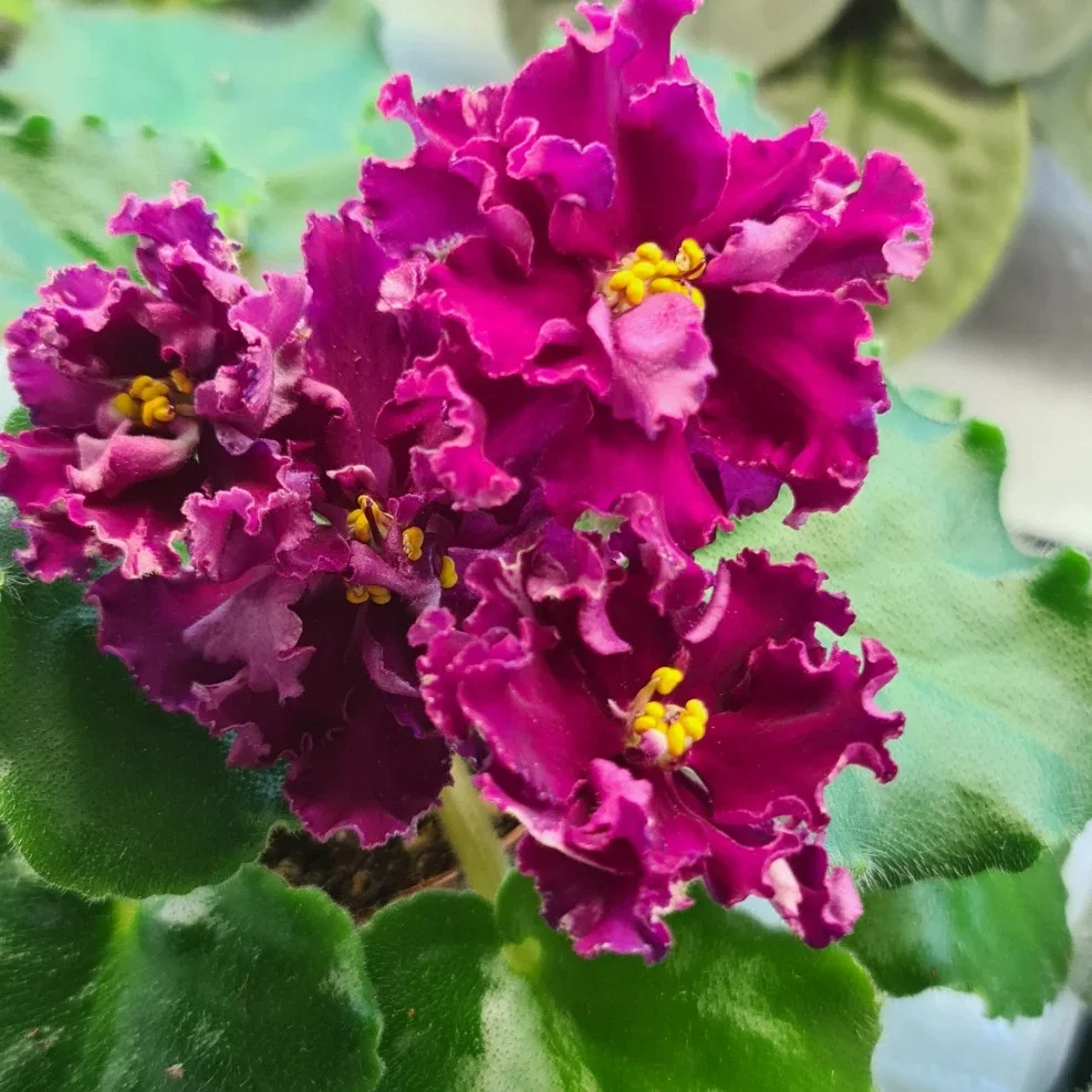 Фото Фиалка БР-Багровый Закат