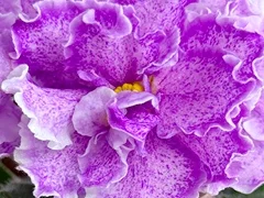 Фото Фиалка С-Актриса (25-70)