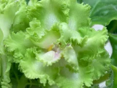 Фото Фиалка ЛЕ-Медный Всадник