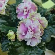 Фото Фиалка МТ-Весне Дорогу