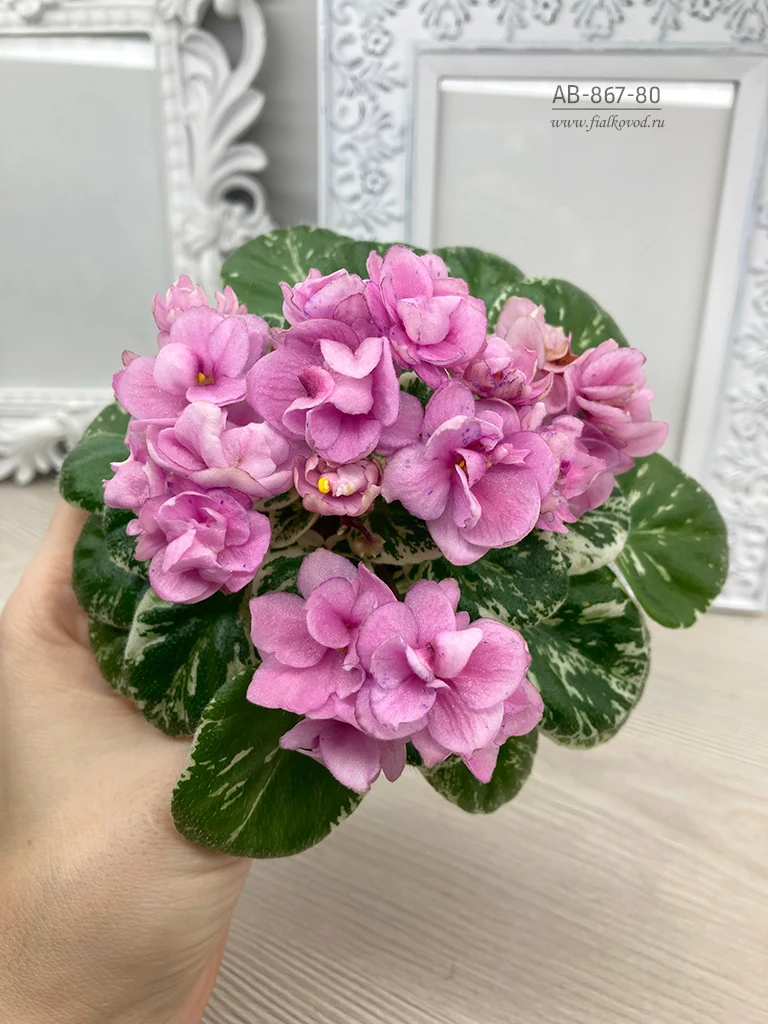 АВ-867-80, сеянец