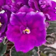 Фото Фиалка ПТ-Королевская Шпинель