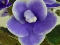 Honey Blue Angel