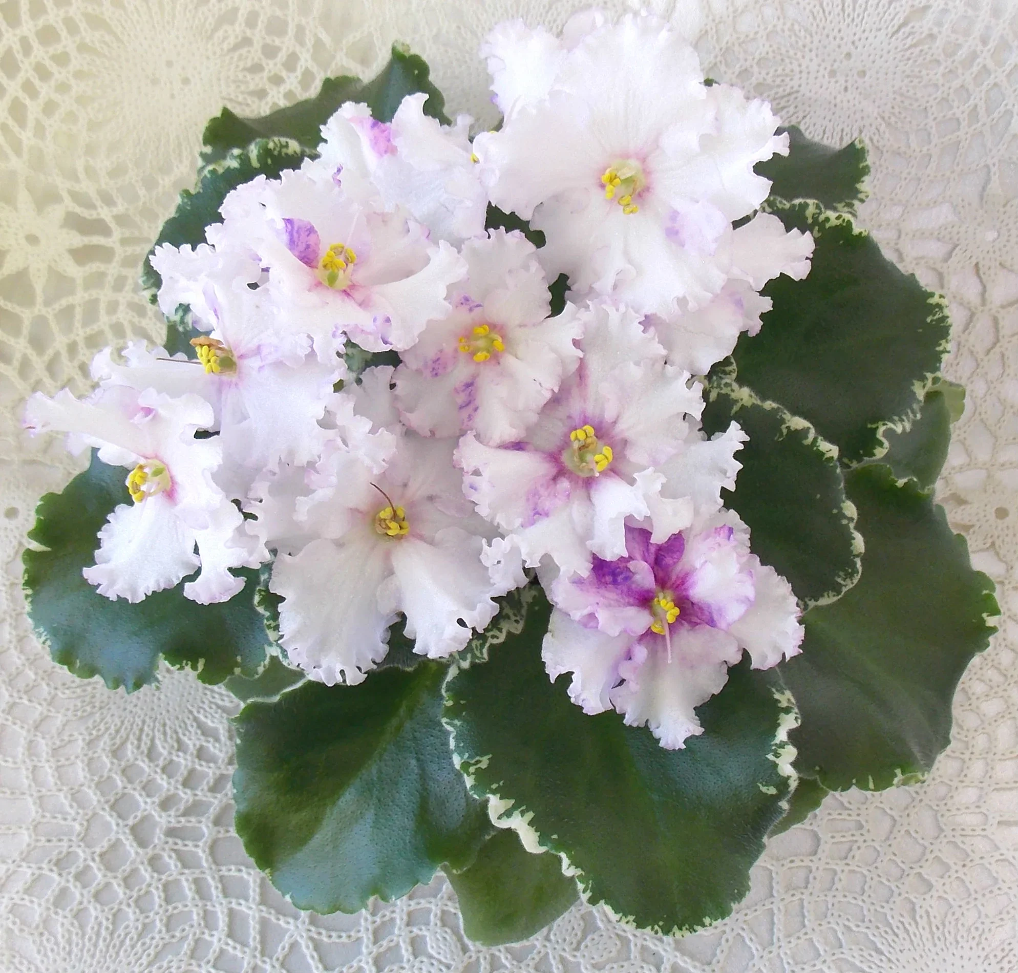 Фото Фиалка ВаТ-Цветные облака