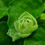 Hunter's Cabbage Goddess
