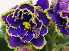 Фото Фиалка АВ-845-118, сеянец