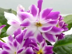 Фото Фиалка РС-Вавилон