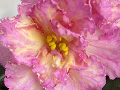 Фото Фиалка АВ-880-102, сеянец