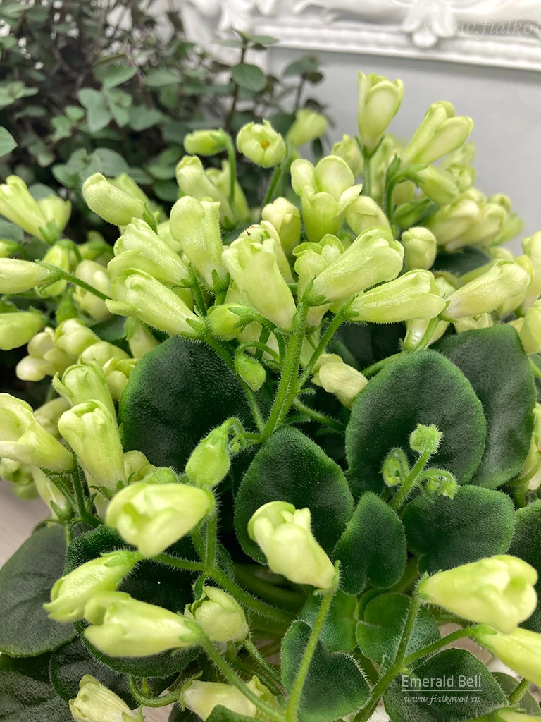 Emerald Bell