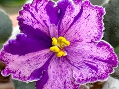 Фото Фиалка АВ-898-111, сеянец